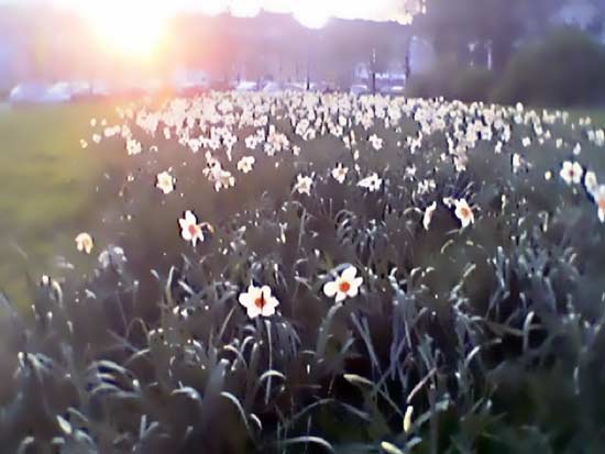 Die goldene Melone &uuml;ber dem Blumenmeer