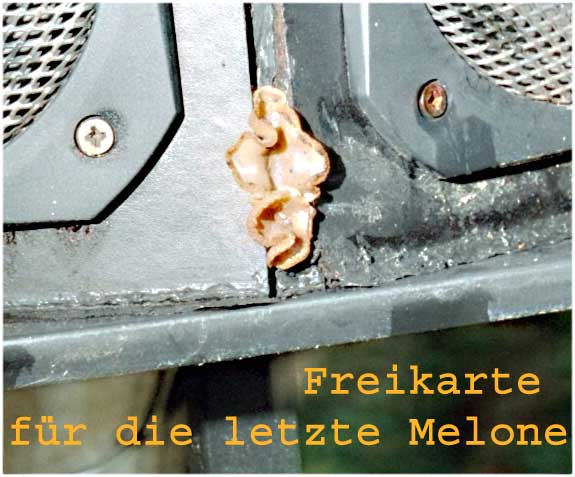 Die letzte Melone
