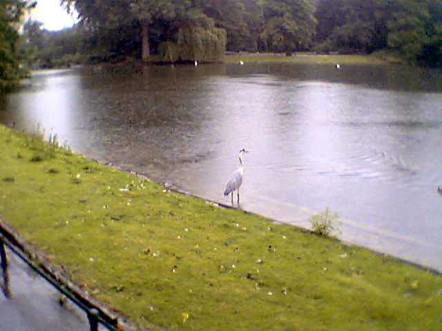 Der Graureiher beim Baden