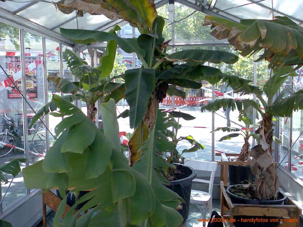 worringerplatz_bananen