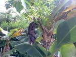 Bananefrucht