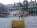 duesseldorfbanane