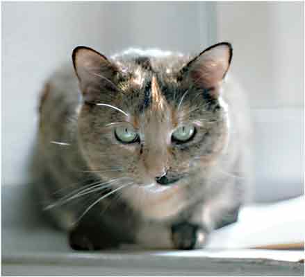 steffi wie sie leibt und lebt